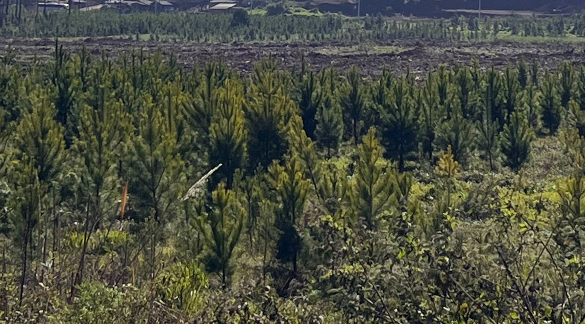 Cultivo de Pinus 1