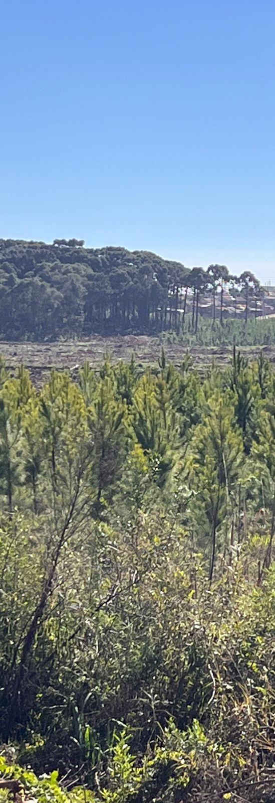 Cultivo de Pinus 2